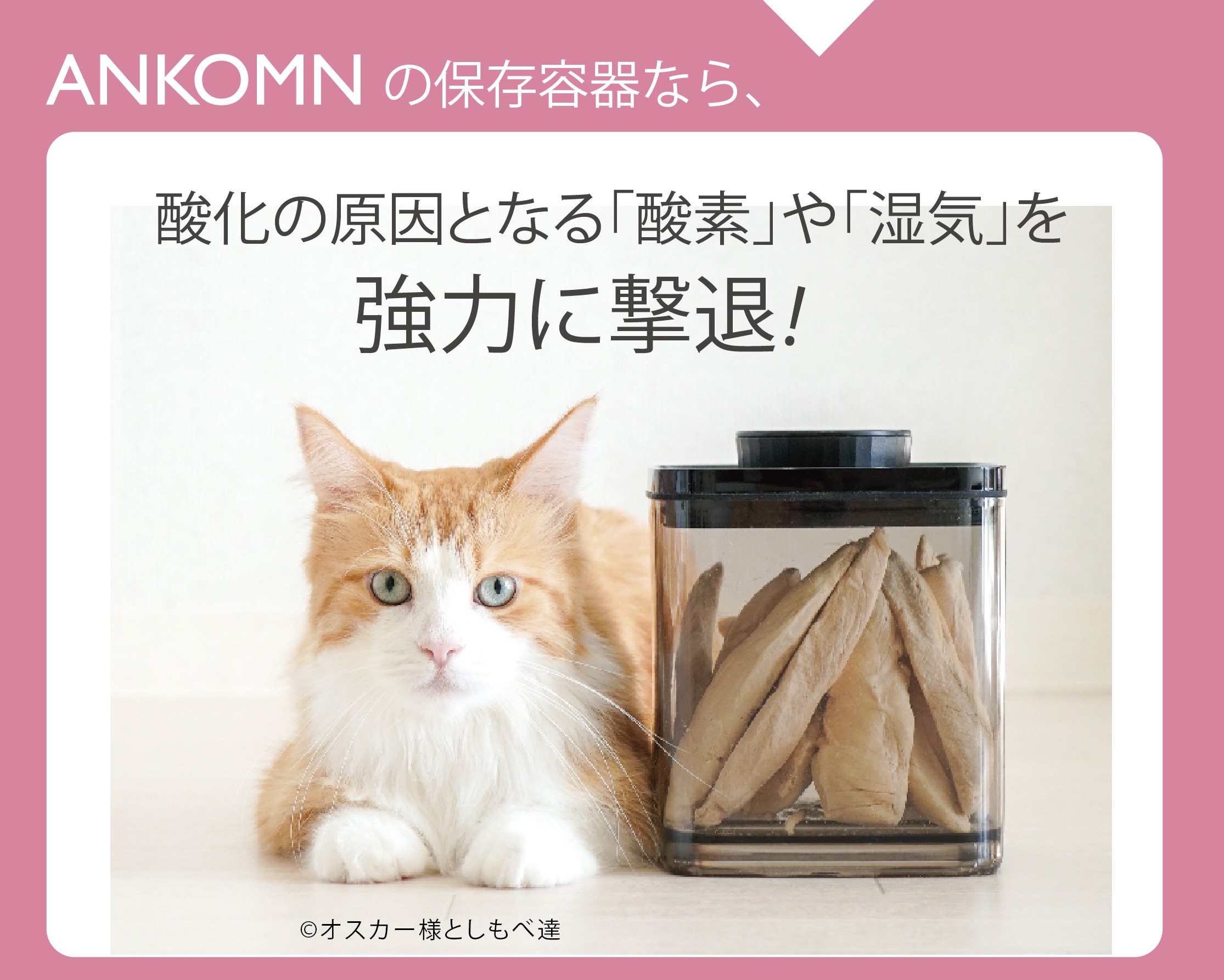 愛猫を長生きさせる習慣_1c